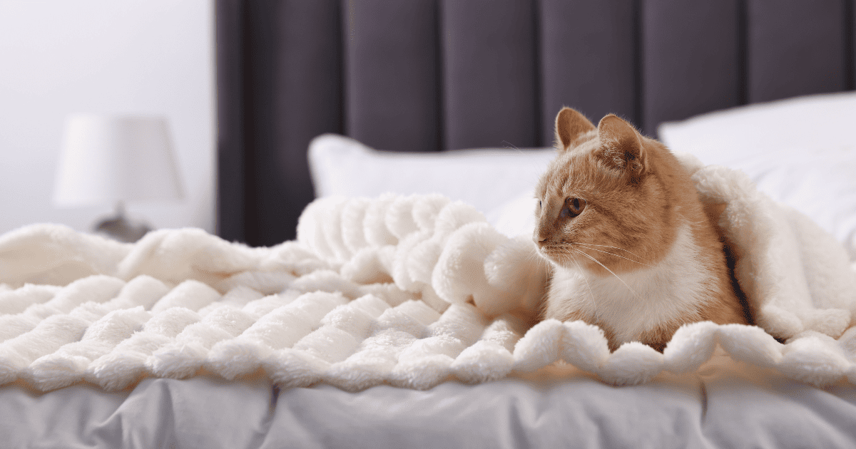 吉祥寺, ペットシッター, 吉祥寺ペットホテル, フラブ